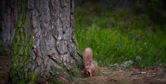 Red squirrel standing at base of pine tree in Abernethy Forest, Scotland